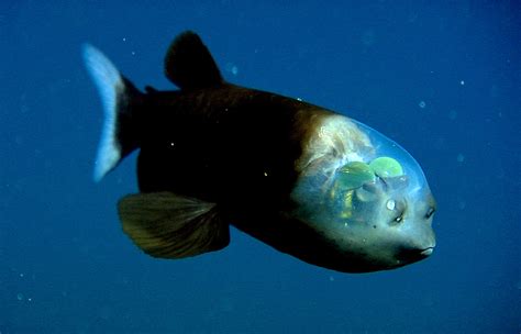 Barreleye fish • MBARI.
